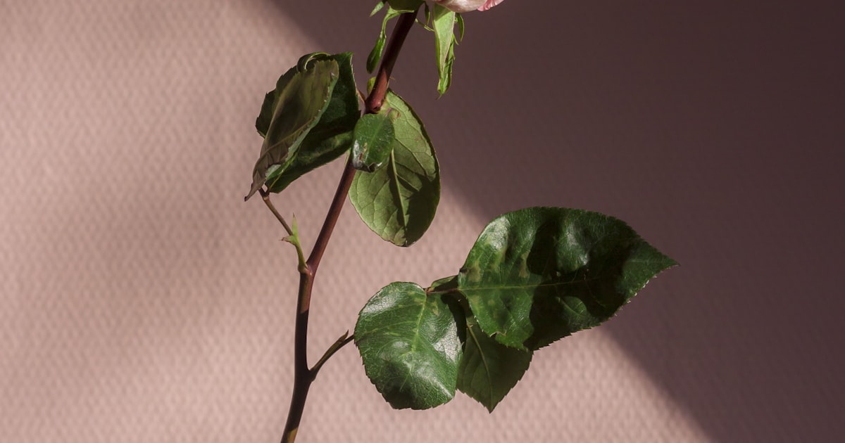 Romantic scrapbook layout with rose-pink papers, hearts, and couple photographs