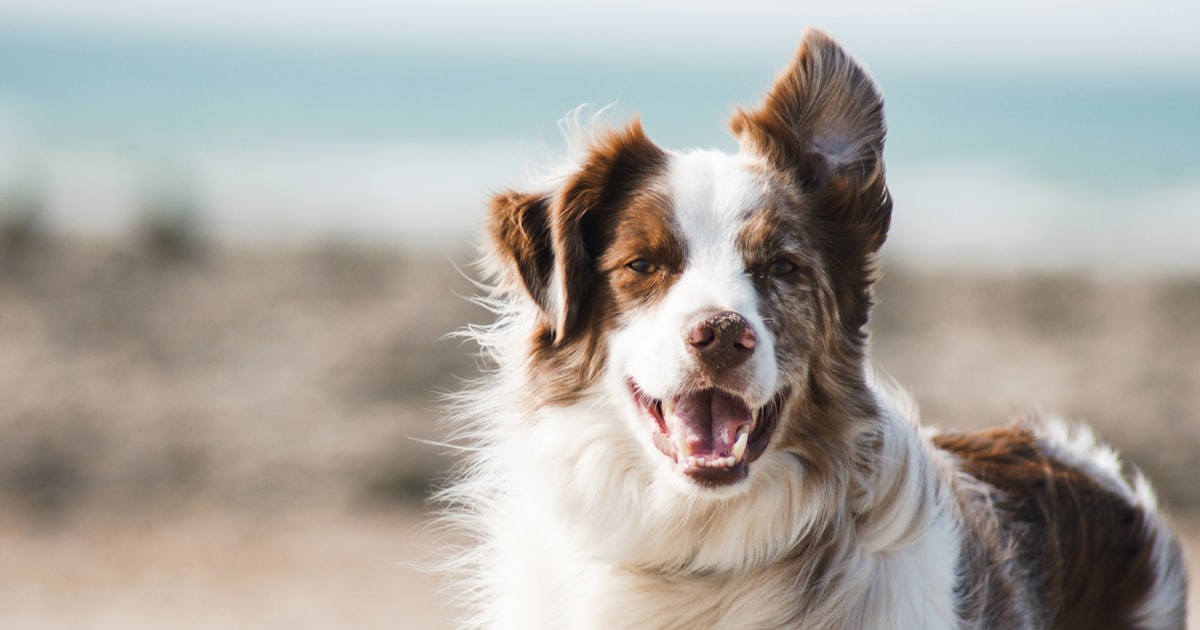 Dog sitting beside a scrapbook album with paw print embellishments and photos